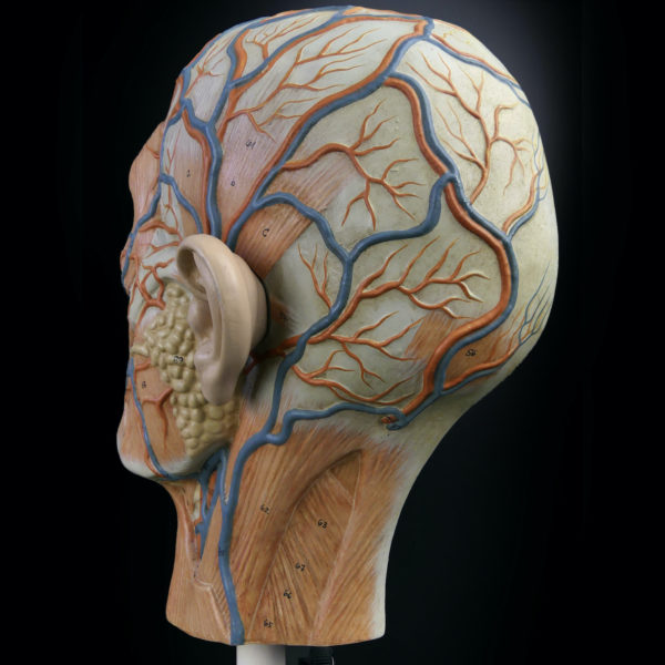 Ecorché didactique demi-tête humaine vintage sur pied métallique beige (3/4 dos)