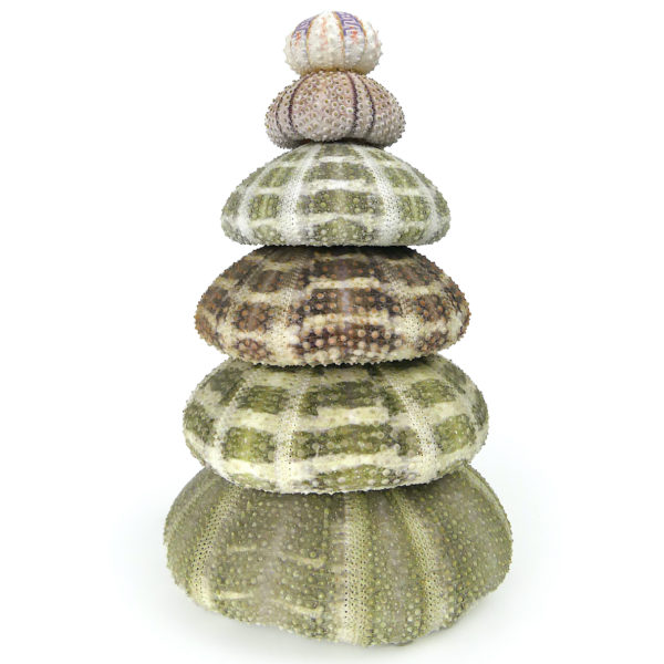 Ensemble de 6 tests d’oursin présenté en pyramide (face)