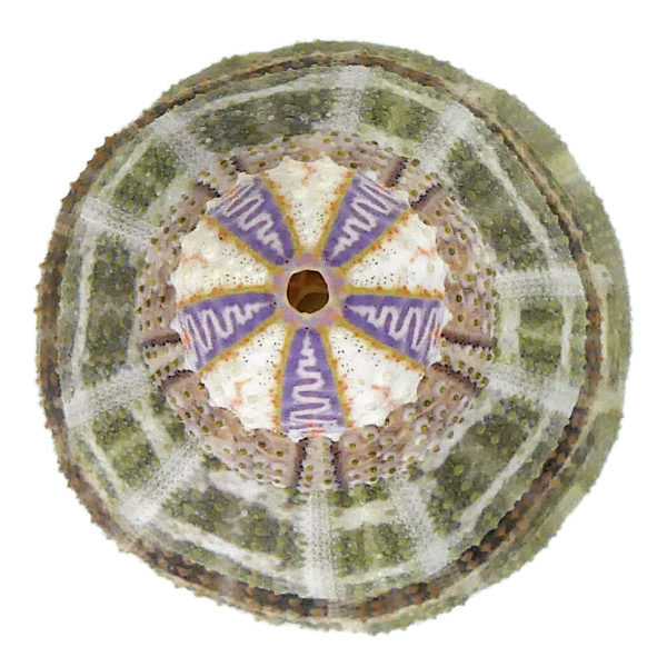 Ensemble de 6 tests d’oursin présenté en pyramide (dessus)