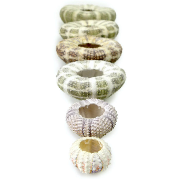 Ensemble de 6 tests d’oursin présenté en pyramide (dessous 3/4)