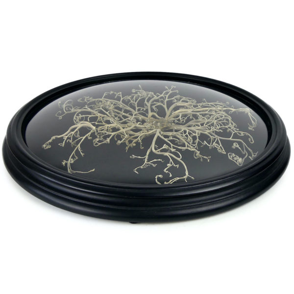 Étoile de mer gorgone Astrospartus mediterraneus dans cadre rond (3/4)