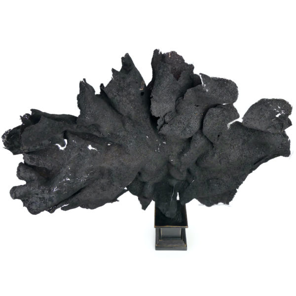 Très grande éponge éventail violette soclée Echinodictyum flabelliforme (dessus 3/4)