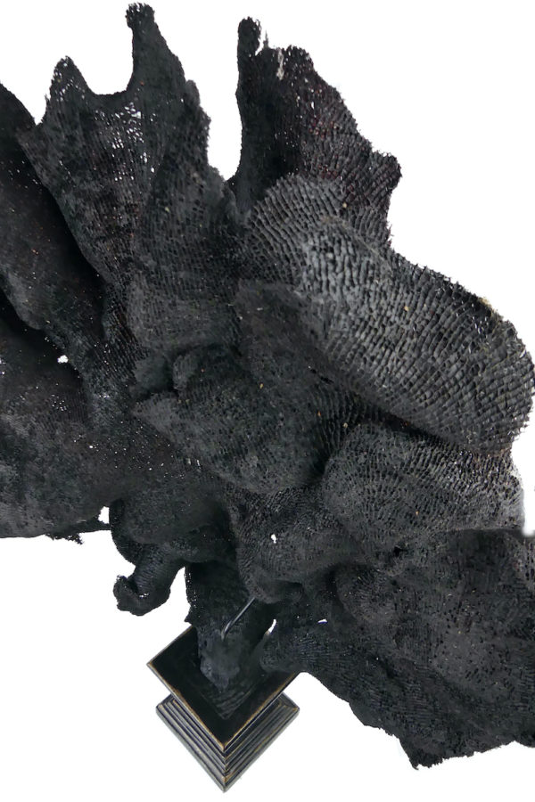 Très grande éponge éventail violette soclée Echinodictyum flabelliforme (détail)