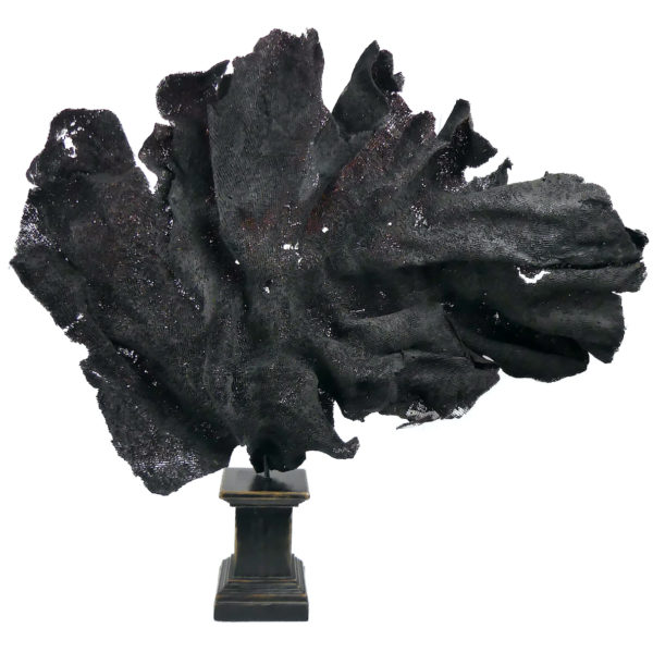 Très grande éponge éventail violette soclée Echinodictyum flabelliforme (face)