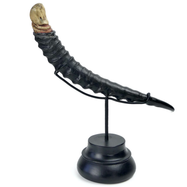 Godemichet en os et corne noire fin XIXe Consolateur Curiosia Erotica (profil)
