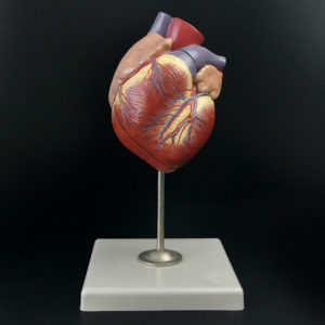 Modèle cœur humain SOMSO didactique vintage - W. Germany (face)