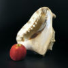 Grand casque cornu Cassis cornuta Coquillage de collection Curiosité marine (proportion)