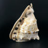 Grand casque cornu Cassis cornuta Coquillage de collection Curiosité marine (profil)