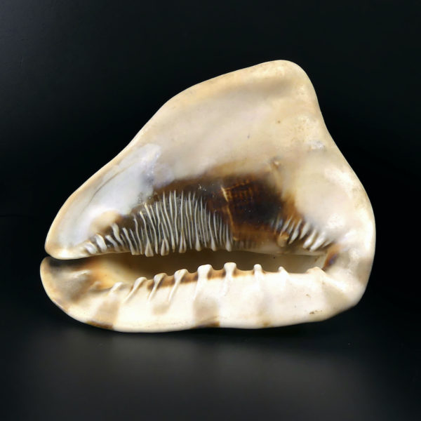Grand casque cornu Cassis cornuta Coquillage de collection Curiosité marine (dessous)