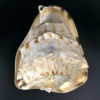 Grand casque cornu Cassis cornuta Coquillage de collection Curiosité marine (dessus 3/4)