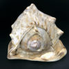 Grand casque cornu Cassis cornuta Coquillage de collection Curiosité marine (dos)