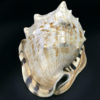 Grand casque cornu Cassis cornuta Coquillage de collection Curiosité marine (dessus 3/4)