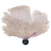 Gorgone dentelle rose sur pied en marbre noir Curiosité marine (dessus 3/4)