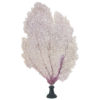 Gorgone dentelle rose sur pied en marbre noir Curiosité marine (face)