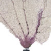 Gorgone dentelle rose sur pied en marbre noir Curiosité marine (détail)