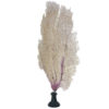 Gorgone dentelle rose sur pied en marbre noir Curiosité marine (3/4)