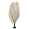 Gorgone dentelle rose sur pied en marbre noir Curiosité marine (dos)