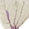 Gorgone dentelle rose sur pied en marbre noir Curiosité marine (détail)