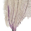 Gorgone dentelle rose sur pied en marbre noir Curiosité marine (détail)