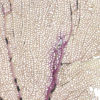 Gorgone dentelle rose sur pied en marbre noir Curiosité marine (détail)