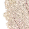 Gorgone dentelle rose sur pied en marbre noir Curiosité marine (détail)
