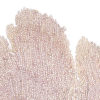 Gorgone dentelle rose sur pied en marbre noir Curiosité marine (détail)