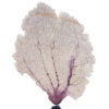 Gorgone dentelle rose sur pied en marbre noir Curiosité marine (face)