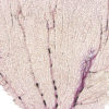 Gorgone dentelle rose sur pied en marbre noir Curiosité marine (détail)