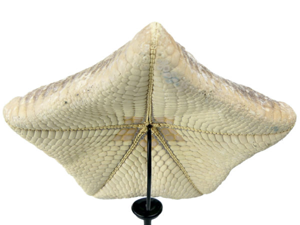 Grande Halityle regularis sur pied en bois tourné noir (dessus dos)