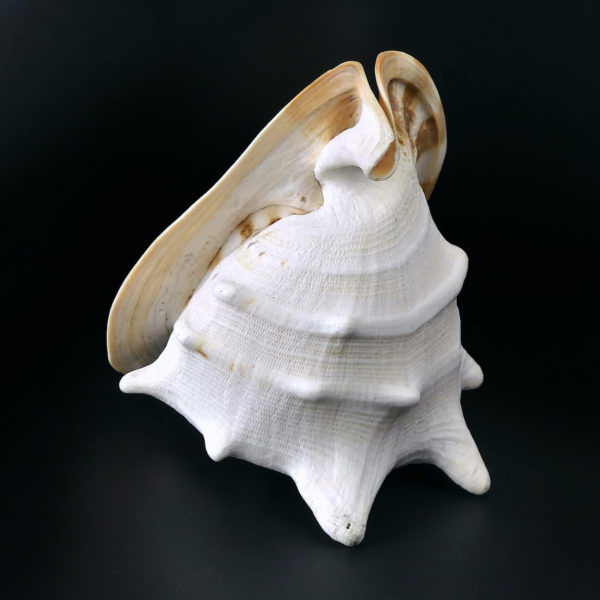 Grand casque cornu Cassis cornuta Escargot de mer de grande taille (3/4)