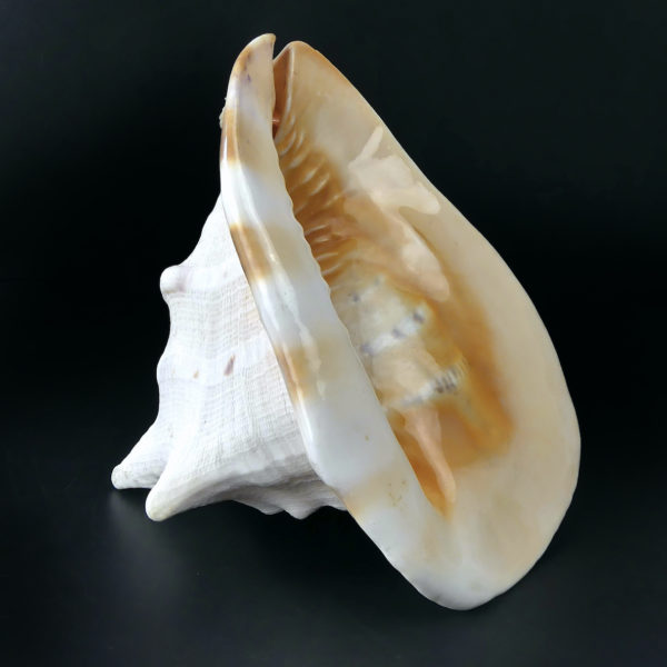 Grand casque cornu Cassis cornuta Escargot de mer de grande taille (3/4)
