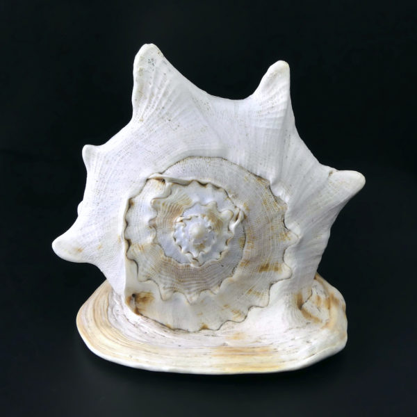 Grand casque cornu Cassis cornuta Escargot de mer de grande taille (dos)