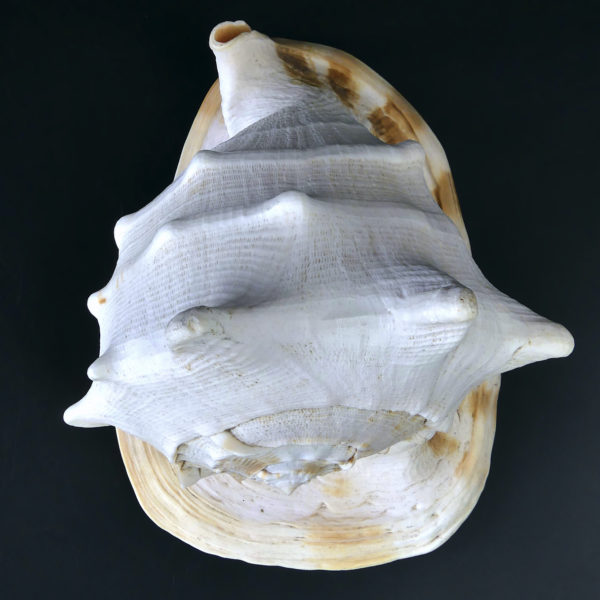 Grand casque cornu Cassis cornuta Escargot de mer de grande taille (dessus)