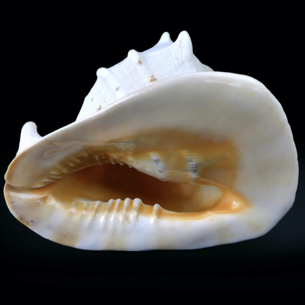 Grand casque cornu Cassis cornuta Escargot de mer de grande taille (dessous)