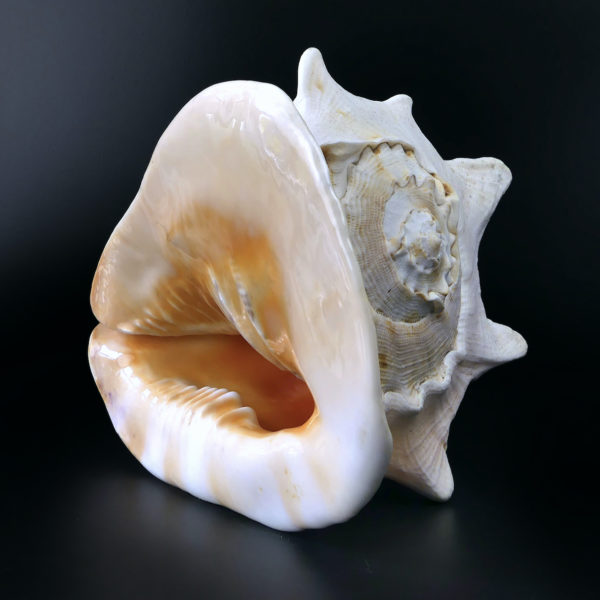 Grand casque cornu Cassis cornuta Escargot de mer de grande taille (dessous 3/4)