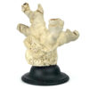 Pied de corail blanc ancien sur socle en bois tourné noir (3/4)