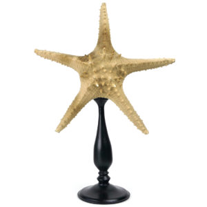 Grande étoile de mer Astéride naturalisée sur pied en bois tourné (face)