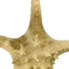 Grande étoile de mer Astéride naturalisée sur pied en bois tourné (détail)