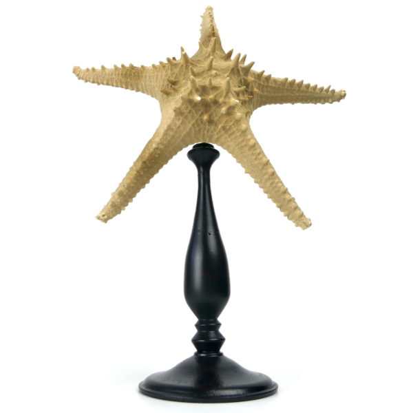 Grande étoile de mer Astéride naturalisée sur pied en bois tourné (face)