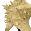 Grande étoile de mer Astéride naturalisée sur pied en bois tourné (détail)