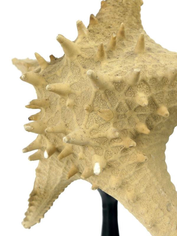 Grande étoile de mer Astéride naturalisée sur pied en bois tourné (détail)