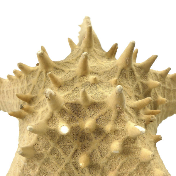 Grande étoile de mer Astéride naturalisée sur pied en bois tourné (détail)