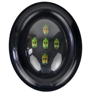 Cinq coléoptères Heterorrhina sexmaculata encadrés sous verre bombé Sumatra (dessus)