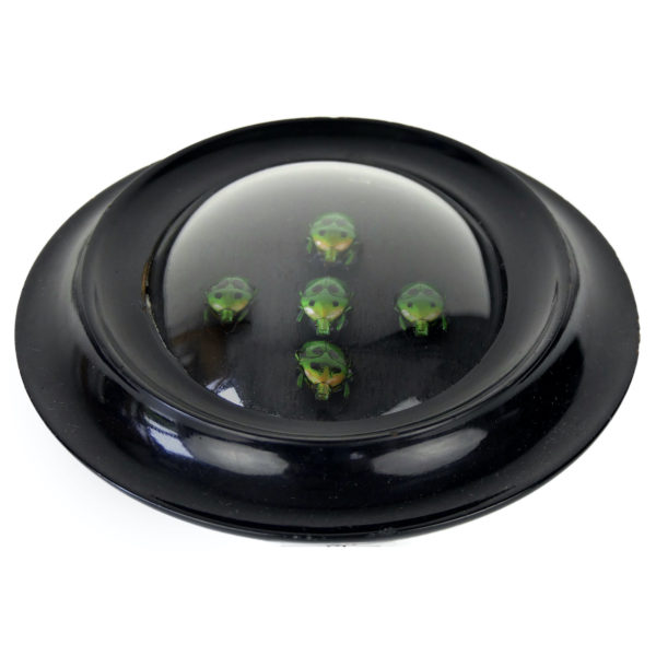 Cinq coléoptères Heterorrhina sexmaculata encadrés sous verre bombé Sumatra (dessus 3/4)