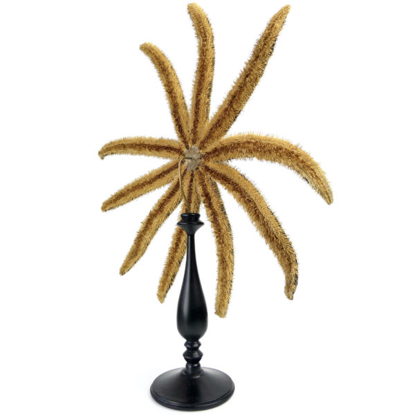 Grande étoile de mer Luidia magnifica à 10 bras sur pied en bois tourné noir (3/4 dos)