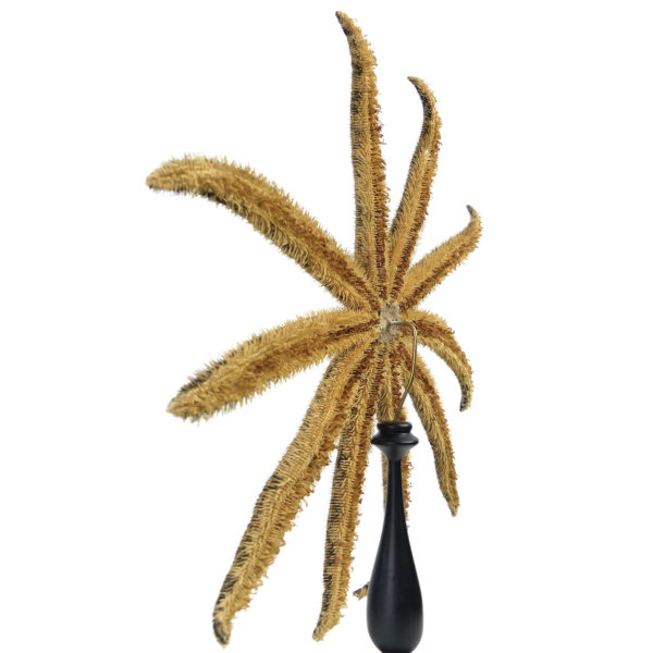 Grande étoile de mer Luidia magnifica à 10 bras sur pied en bois tourné noir (3/4 dos)