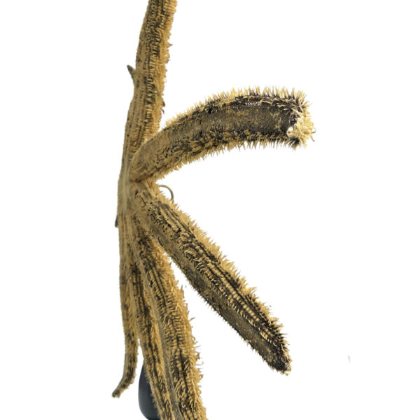 Grande étoile de mer Luidia magnifica à 10 bras sur pied en bois tourné noir (détail)