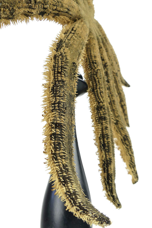 Grande étoile de mer Luidia magnifica à 10 bras sur pied en bois tourné noir (détail)