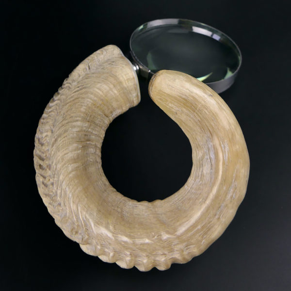 Grande loupe montée sur corne de chèvre torsadée (3/4)