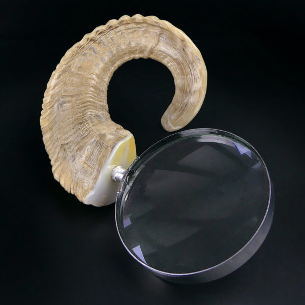 Grande loupe montée sur corne de chèvre torsadée (3/4)